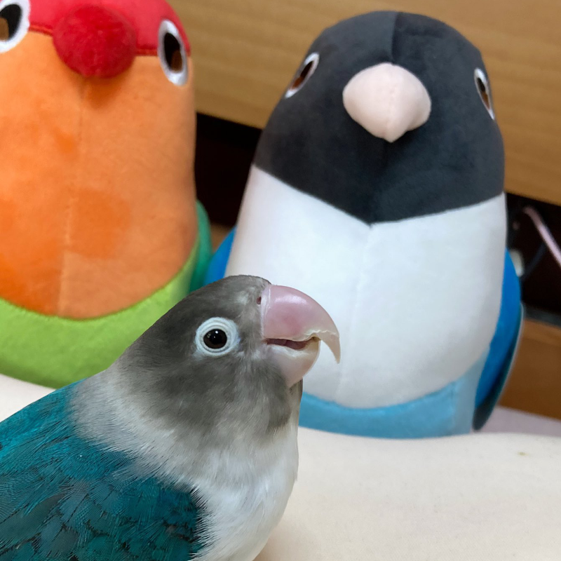 [pre-order] Blue the Blue Masked Lovebird Plushie