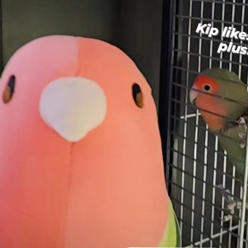 [pre-order] Matcha the Green Lovebird Plushie