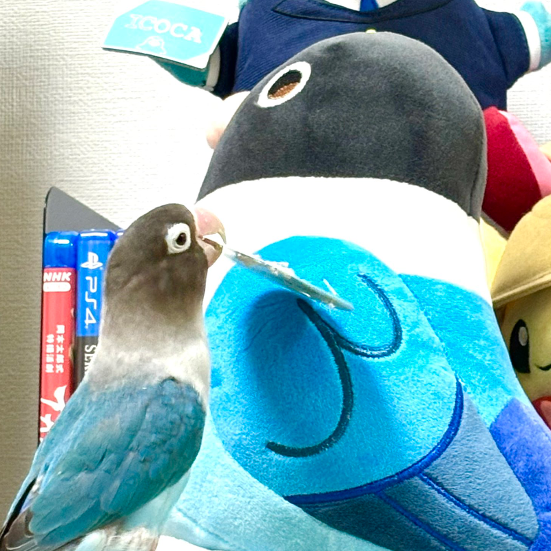 [pre-order] Blue the Blue Masked Lovebird Plushie