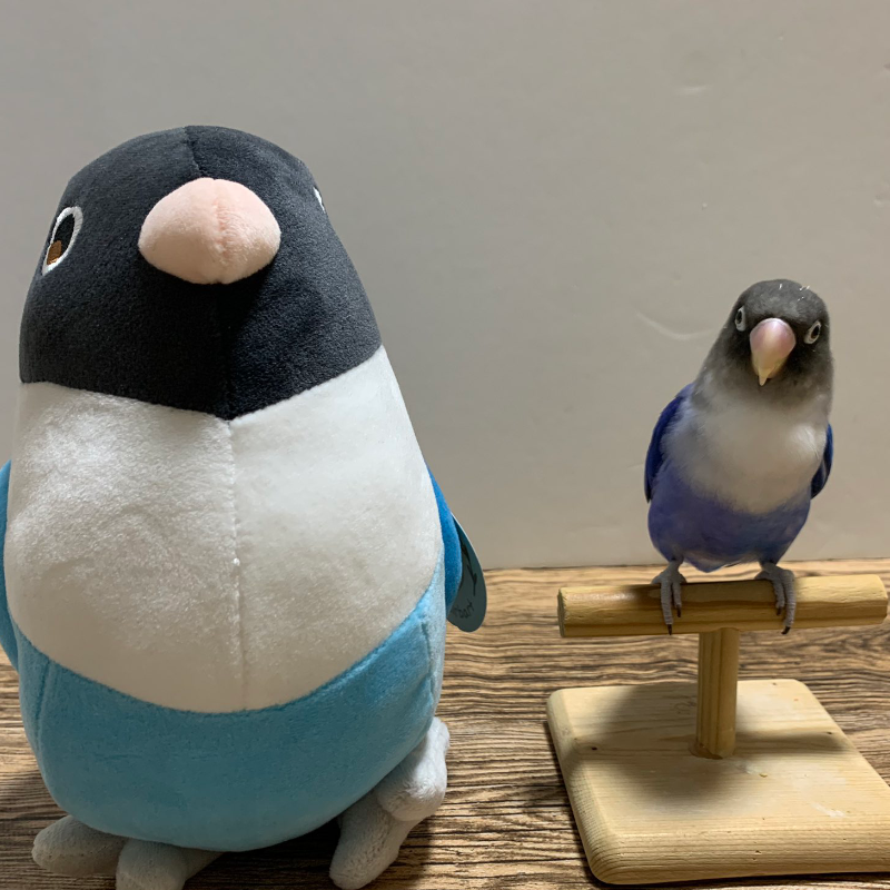 [pre-order] Blue the Blue Masked Lovebird Plushie