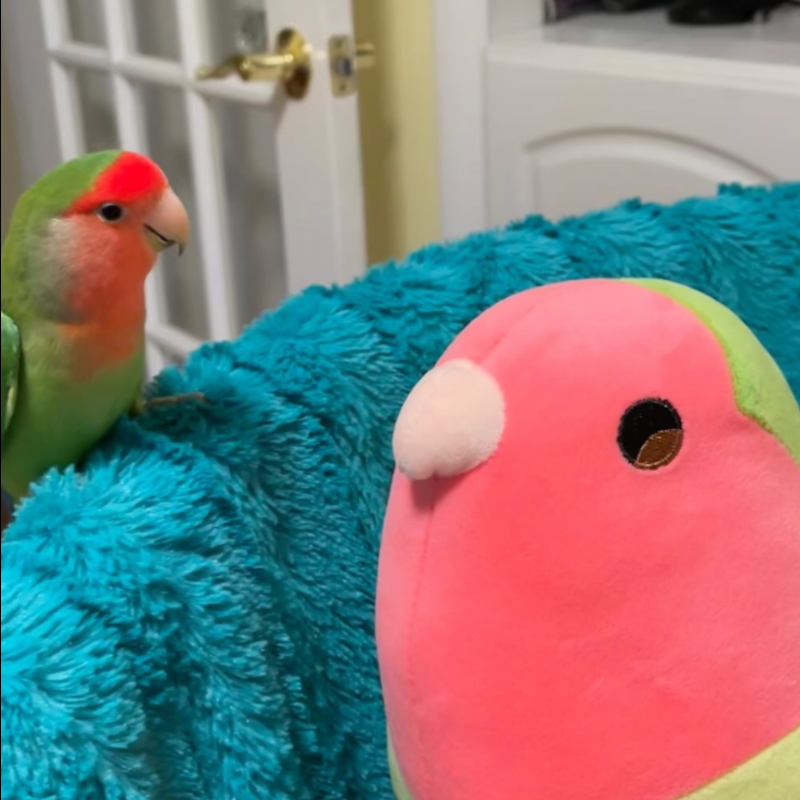 [pre-order] Matcha the Green Lovebird Plushie