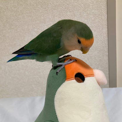 [pre-order] Peachy the Dutch Blue Lovebird Plushie