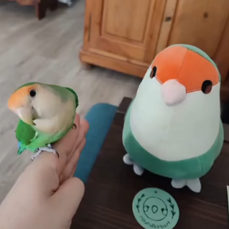 [pre-order] Peachy the Dutch Blue Lovebird Plushie