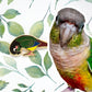 Foot Check! Green Cheek Conure Pin